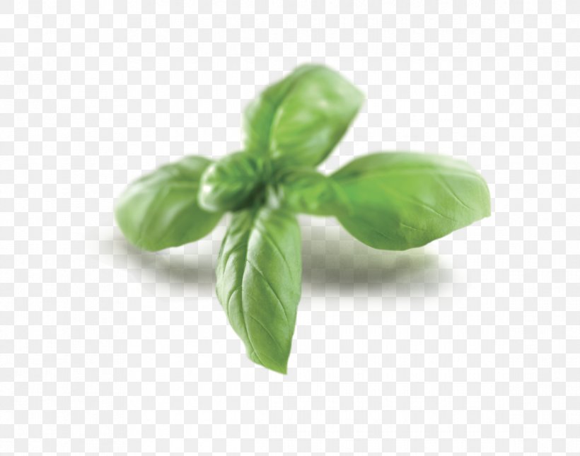 Basil, PNG, 1170x921px, Basil, Herb, Ingredient, Vegetable Download Free