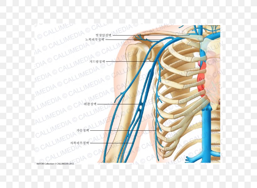 Cephalic Vein Circulatory System Anatomy Human Body, PNG, 600x600px, Watercolor, Cartoon, Flower, Frame, Heart Download Free