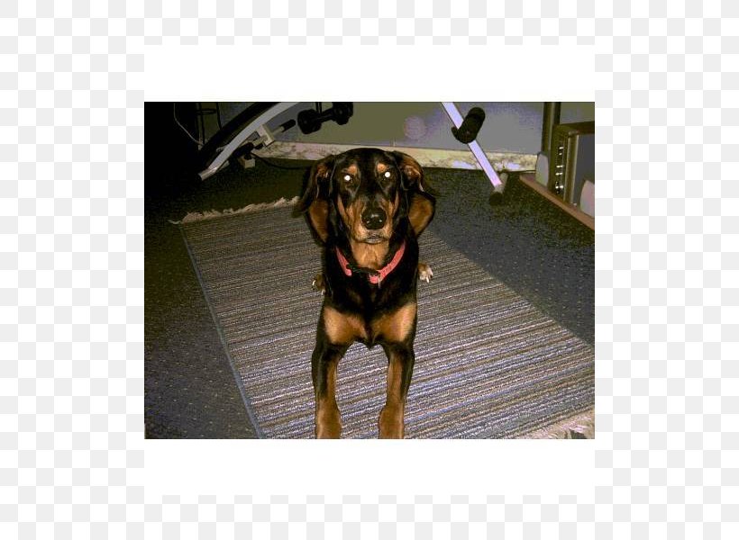 Dobermann Polish Hunting Dog Austrian Black And Tan Hound Transylvanian Hound Dog Breed, PNG, 800x600px, Dobermann, Austria, Austrian Black And Tan Hound, Black And Tan Coonhound, Breed Download Free