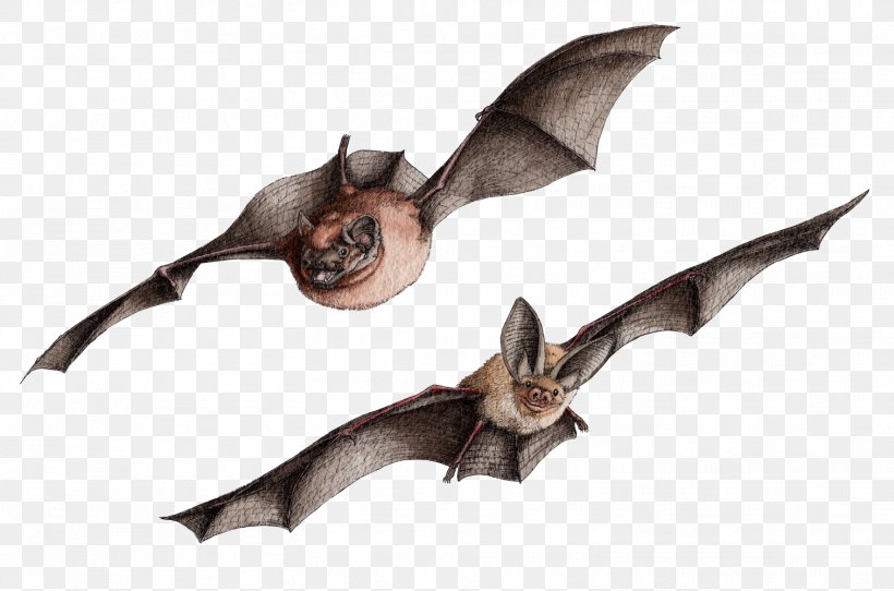 Drawing Brown Long-eared Bat Mount Tongkoko, PNG, 1512x1001px, Drawing, Bat, Batm, Brown Longeared Bat, Education Download Free