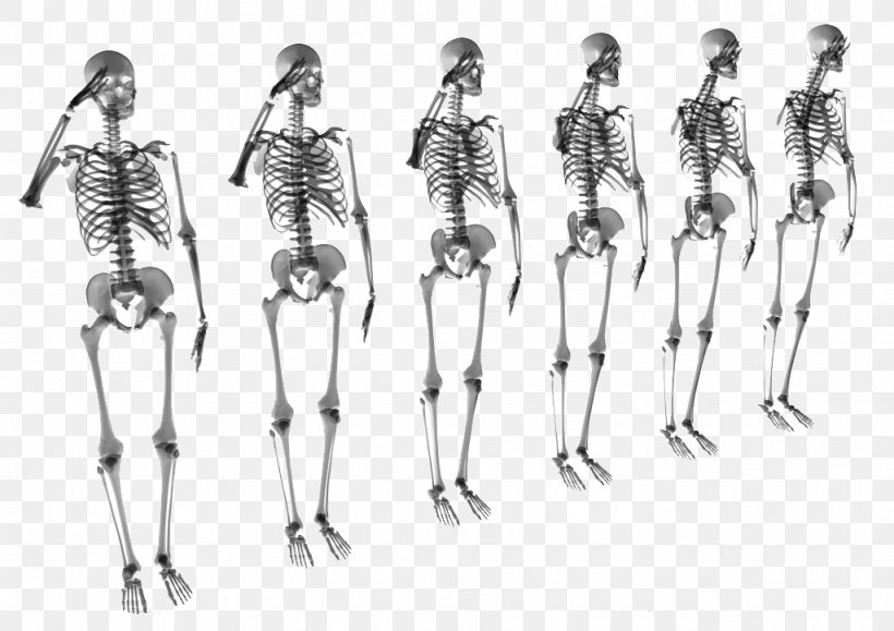 Human Skeleton Bone Stock Photography Skull, PNG, 1024x724px, Human Skeleton, Arm, Black And White, Bone, Fashion Design Download Free