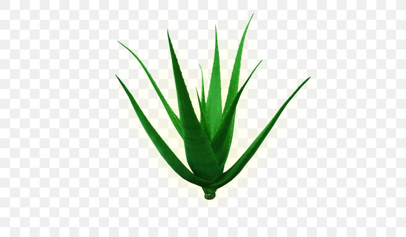 Aloe Vera Plant Stem Leaf Green, PNG, 577x480px, Aloe Vera, Agave, Agave Azul, Aloe, Aloes Download Free