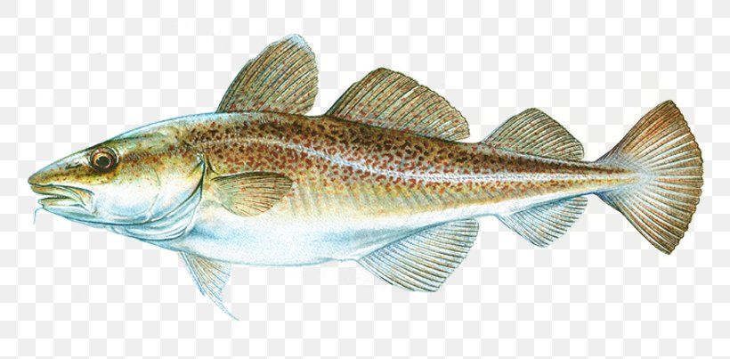 Atlantic Cod Salmon Fish Products, PNG, 800x403px, Cod, Angling, Atlantic Cod, Atlantic Salmon, Bass Download Free