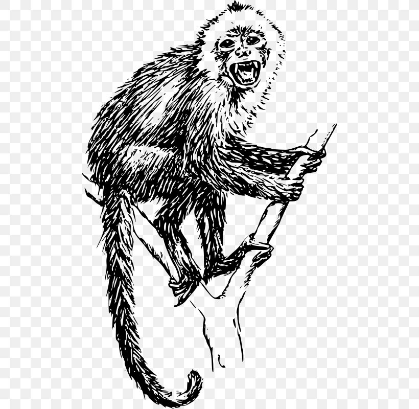Capuchin Monkey Tufted Capuchin Primate Ape Chimpanzee, PNG, 500x800px, Capuchin Monkey, Ape, Art, Big Cats, Black And White Download Free