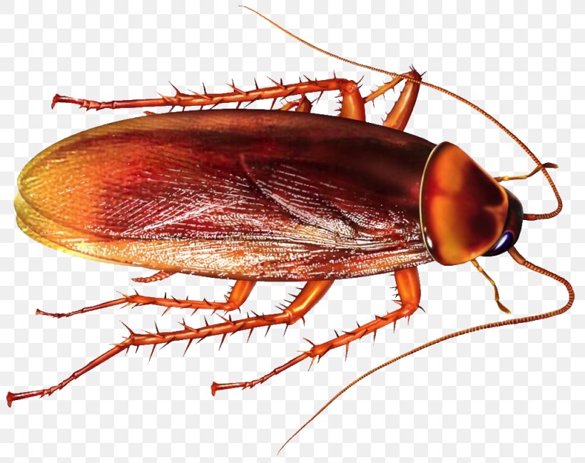Cockroach Insect Rat Pest Control Mosquito, PNG, 1024x810px, Cockroach, Animal, Ant, Arthropod, Bed Bug Download Free