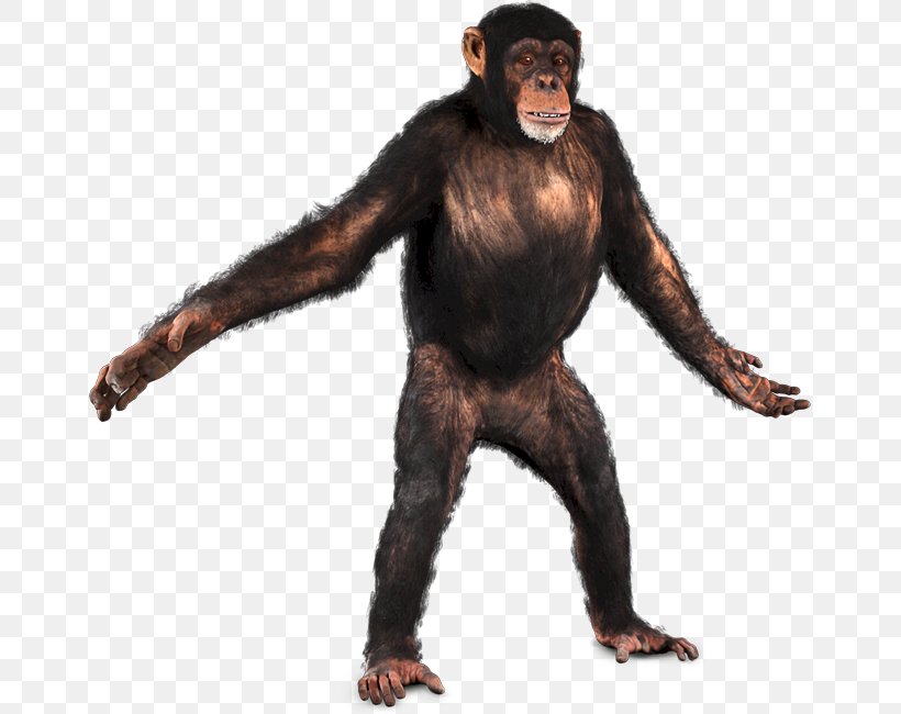 Common Chimpanzee Primate Chroma Key Monkey, PNG, 657x650px, Common Chimpanzee, Aggression, Animal, Animation, Ape Download Free