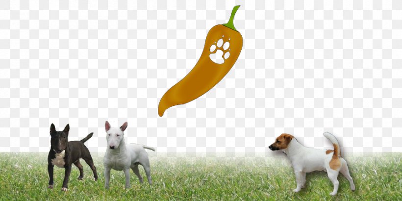 Dog Breed Wildlife Animal, PNG, 900x450px, Dog Breed, Animal, Animal Figure, Breed, Carnivoran Download Free