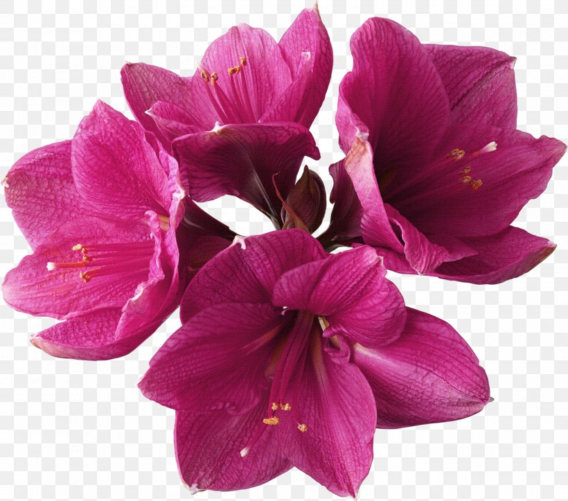 Flower Amaryllis Lilium Clip Art, PNG, 1600x1411px, Flower, Amaryllis, Cut Flowers, Flowering Plant, Herbaceous Plant Download Free