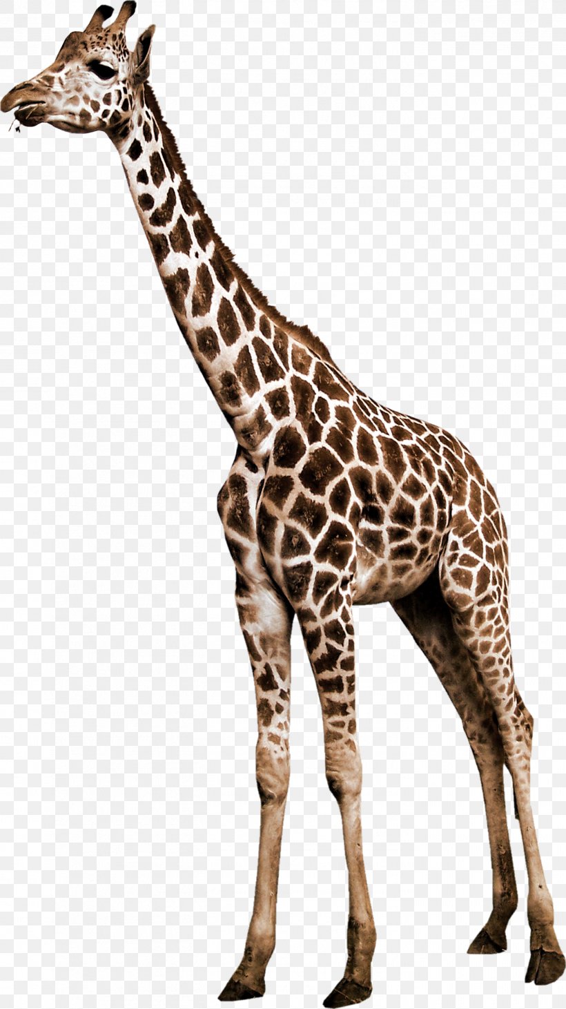 Northern Giraffe Animal Reticulated Giraffe, PNG, 1403x2500px, Northern Giraffe, Animal, Animal Figure, Camel, Fauna Download Free