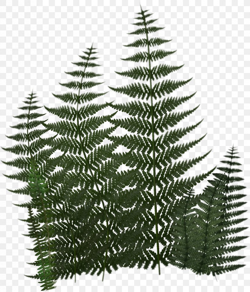 Vascular Plant Fern Digital Image Clip Art, PNG, 1676x1964px, Vascular Plant, Christmas Tree, Conifer, Conifers, Digital Image Download Free