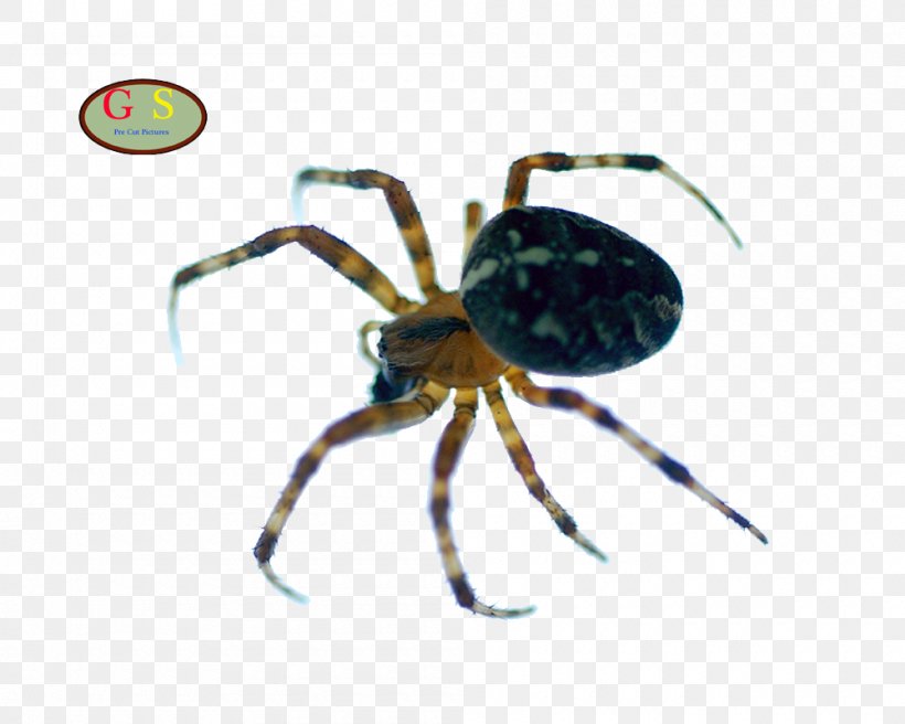 European Garden Spider Widow Spiders Insect Decapoda, PNG, 1000x800px, European Garden Spider, Angulate Orbweavers, Arachnid, Araneus, Arthropod Download Free