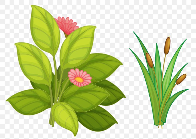 Flower Euclidean Vector Rosaceae, PNG, 800x583px, Flower, Cartoon, Euclidean Space, Flowering Plant, Grass Download Free