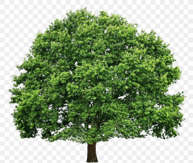Hoffman Tree Service Arborist Oak, PNG, 900x760px, Tree, Arborist, Branch, Business, Company Download Free