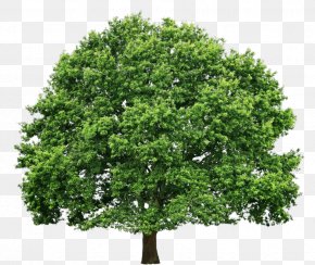 Evergreen Tree Service