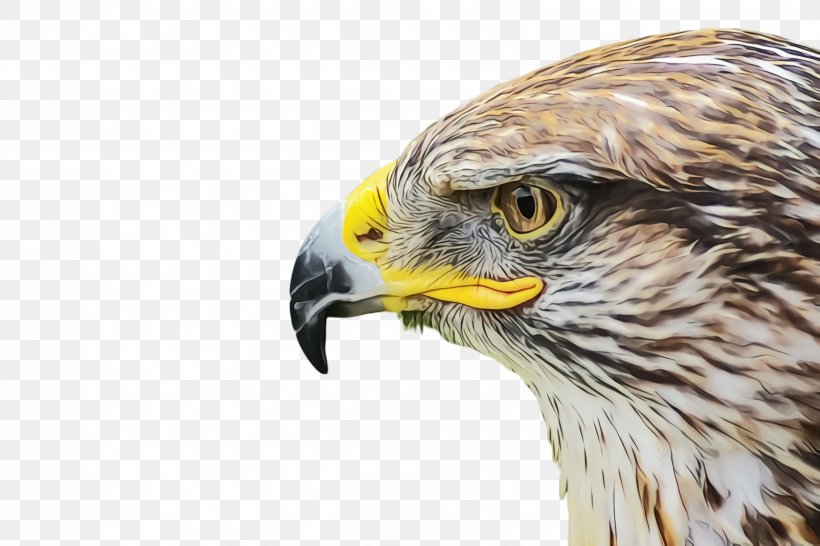 Phoenix Bird, PNG, 2448x1632px, Bald Eagle, Accipitridae, Astrology, Beak, Bird Download Free