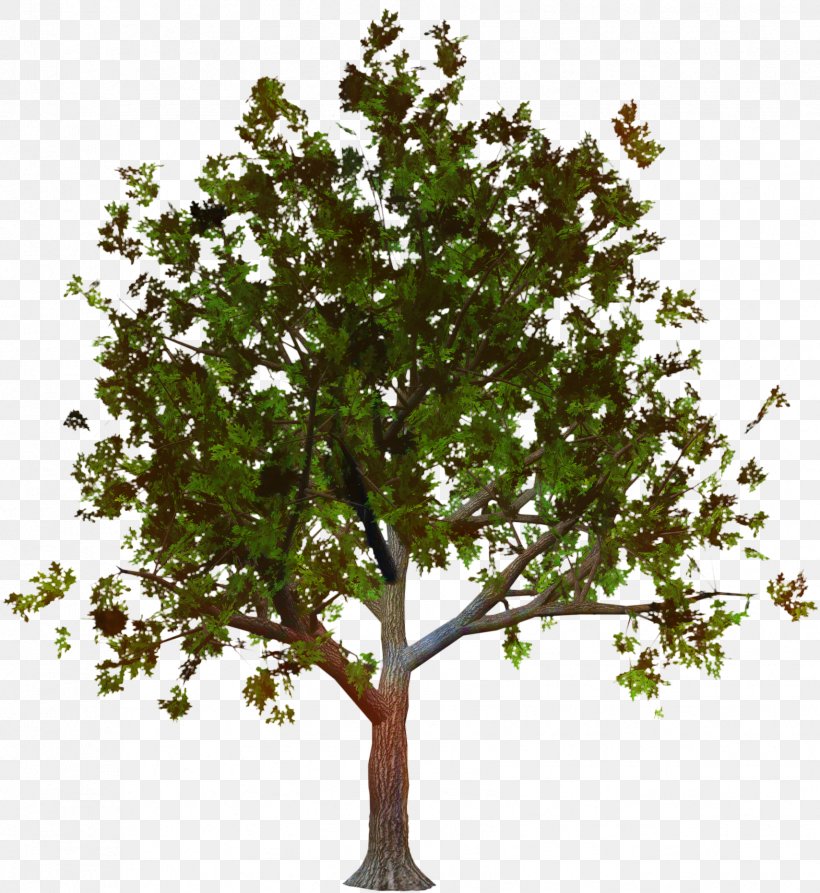 Plane Trees Plane Tree Family, PNG, 1709x1863px, Plane Trees, Branch, Family, Flower, Flowering Plant Download Free