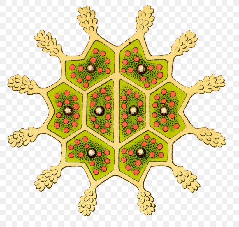 Art Forms In Nature Pediastrum Protozoa Biological Illustration, PNG, 815x780px, Art Forms In Nature, Art, Biological Illustration, Ernst Haeckel, Flowering Plant Download Free
