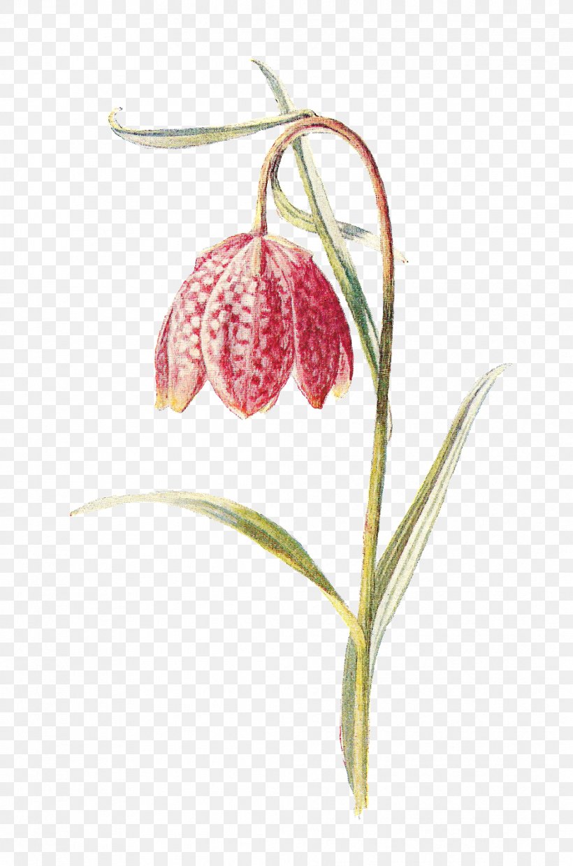 Fritillaries Flowering Plant Flowering Plant Snake, PNG, 1058x1600px, Fritillaries, Art, Canvas, Flora, Flower Download Free