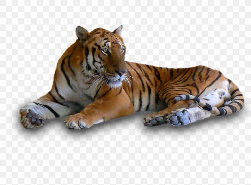 South China Tiger Siberian Tiger Felidae Deer, PNG, 956x704px, China, Animal, Big Cat, Big Cats, Carnivoran Download Free