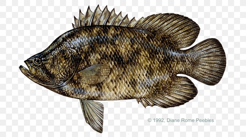 Tilapia International Game Fish Association Atlantic Tripletail Tag And Release, PNG, 720x458px, Tilapia, Angling, Bass, Fauna, Fish Download Free