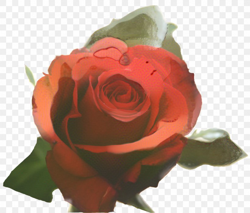 Garden Roses Cabbage Rose Floribunda Flower Rainbow Rose, PNG, 1172x1000px, Garden Roses, Animation, Austrian Briar, Blume, Botany Download Free
