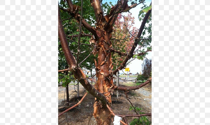 Shade Tree Nursery Maple Big Trees Inc, PNG, 650x488px, Tree, Branch, Flora, Houseplant, Landscape Download Free