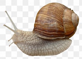 Snail - Burgundy Snail Grove Snail Gastropods PNG