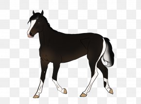 Babbon Border - Mustang Foal Mare Stallion Halter PNG