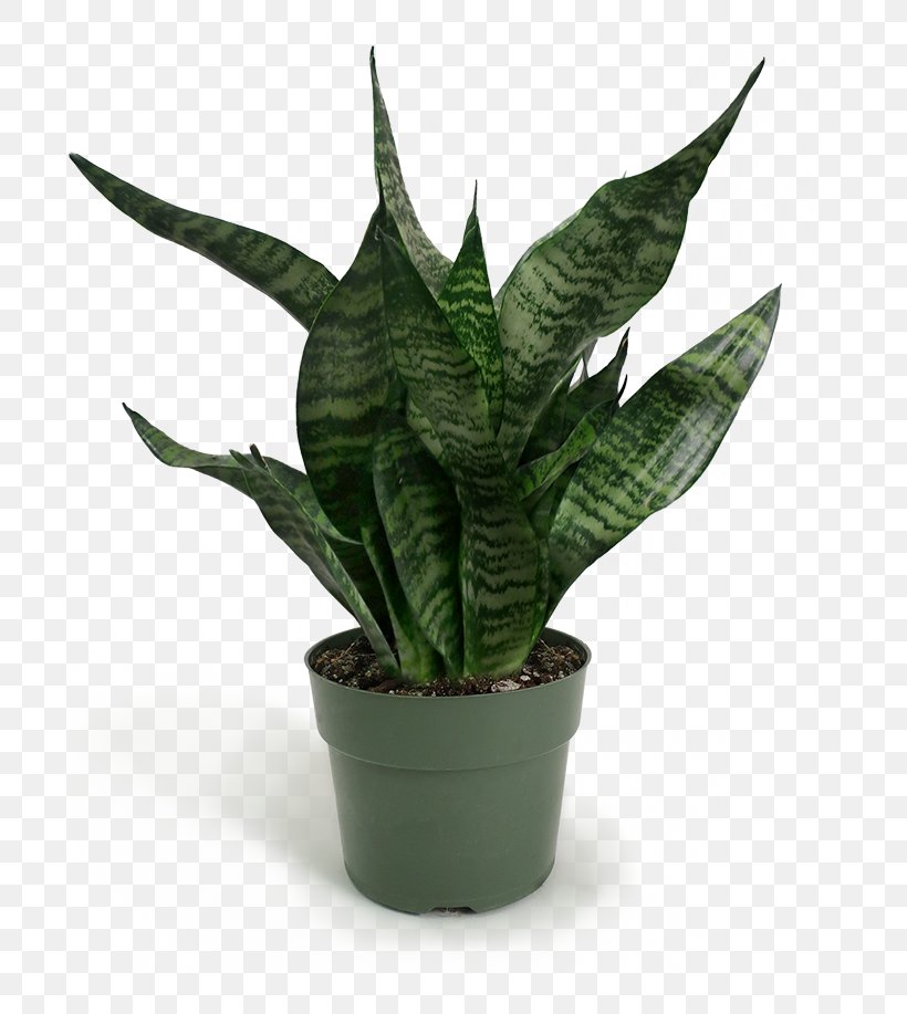 Aloe Vera Leaf, PNG, 700x917px, Flowerpot, Agave, Aloe, Aloe Vera, Anthurium Download Free