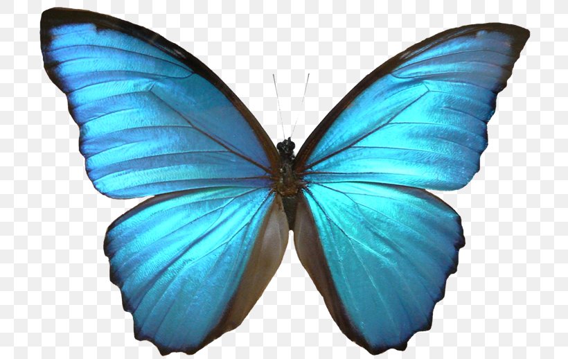  *-* ♕ LA REINA PIDE - NUBECITA ♕ *-* Butterfly-insect-menelaus-blue-morpho-drawing-png-favpng-804rTeuApZHNYkA5h6h8tME39