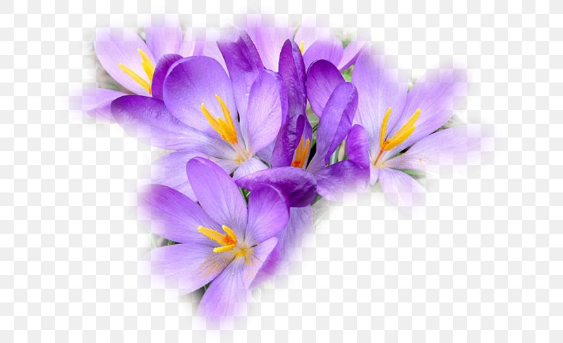 Crocus Saffron Close-up Herbaceous Plant, PNG, 659x499px, Crocus, Closeup, Flower, Flowering Plant, Herbaceous Plant Download Free