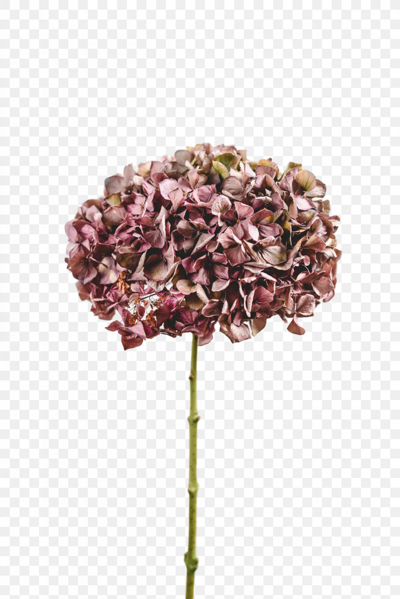 Cut Flowers Petal Lilac M French Hydrangea Flower, PNG, 1200x1798px, Cut Flowers, Flower, French Hydrangea, Hydrangea, Lilac M Download Free