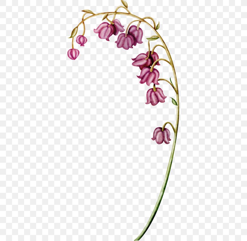 Lily Of The Valley Flower Euclidean Vector, PNG, 371x800px, Lily Of The Valley, Border, Branch, Color, Flora Download Free
