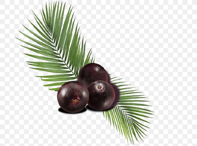 Palm Trees Berry Berries Fruit Superfood, PNG, 700x610px, Palm Trees, Antioxidant, Arecales, Berries, Berry Download Free