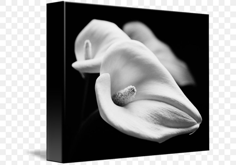 Still Life Photography White Stock Photography, PNG, 650x575px, Photography, Artwork, Black And White, Close Up, Closeup Download Free