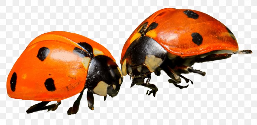 Ladybird Beetle Transparency Clip Art, PNG, 850x413px, Ladybird Beetle, Animal, Arthropod, Beetle, Insect Download Free