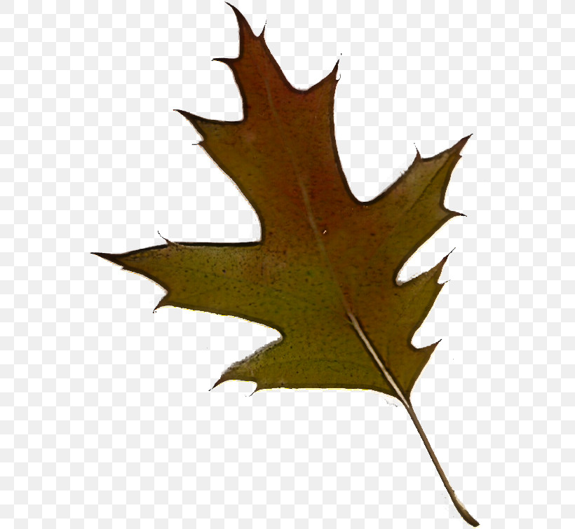 Maple Leaf, PNG, 564x755px, Leaf, Black Maple, Black Oak, Deciduous, Holly Download Free