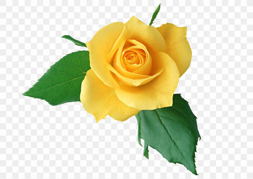 Rose Flower Yellow Clip Art, PNG, 1280x908px, Rose, Austrian Briar, Cut Flowers, Display Resolution, Floribunda Download Free