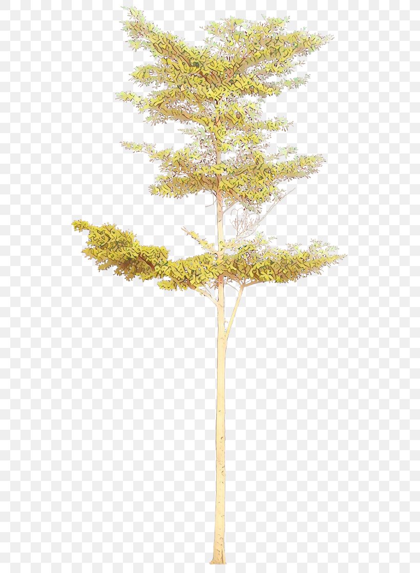 Tree Leaf Plant Woody Plant Branch, PNG, 551x1120px, Cartoon, American Larch, Branch, Leaf, Lodgepole Pine Download Free
