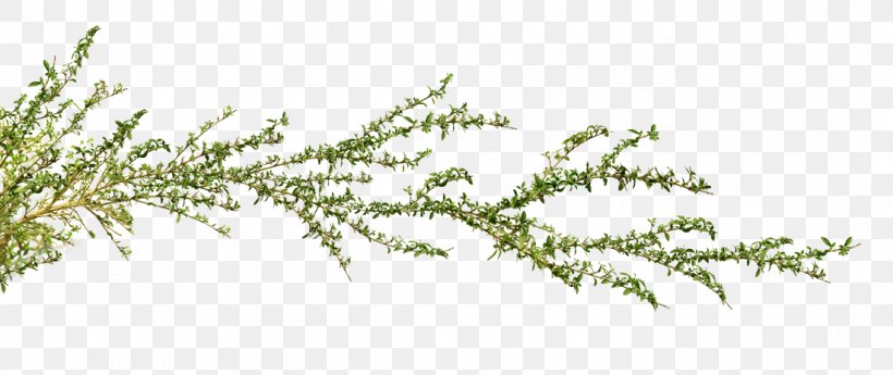 Twig Grasses Plant Stem Pine Leaf, PNG, 1100x464px, Twig, Branch, Family, Grass, Grass Family Download Free