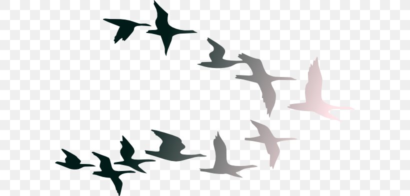Bird Flight Bird Flight Clip Art, PNG, 600x392px, Bird, Bird Flight, Flight, Flock, Sky Download Free