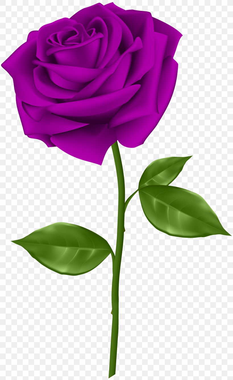 Blue Rose Flower Clip Art, PNG, 3689x6000px, Rose, Blue, Blue Rose, Cut Flowers, Flora Download Free