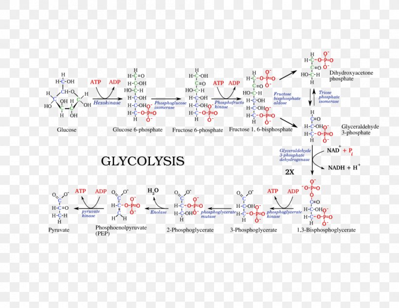 Glycolysis Metabolic Pathway Citric Acid Cycle Adenosine Triphosphate Cellular Respiration, PNG, 990x765px, Watercolor, Cartoon, Flower, Frame, Heart Download Free