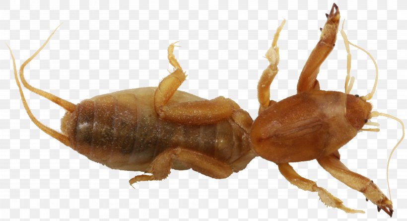 Mole Cricket Weta Cave Crickets Orthoptera, PNG, 4192x2280px, Mole Cricket, Animal, Arthropod, Beetle, Cave Crickets Download Free