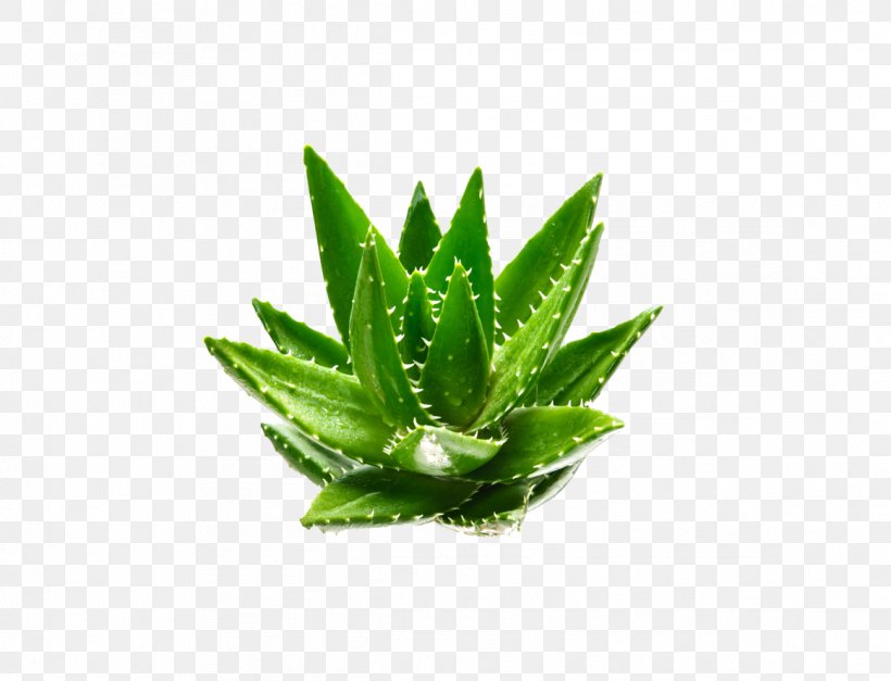 Aloe Vera Euclidean Vector Plant Aloin Green, PNG, 1162x889px, Aloe Vera, Acemannan, Aloe, Aloin, Element Download Free