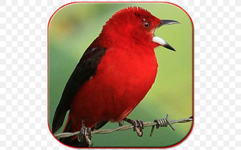 Bird Lagu Sholawat Brazilian Tanager Orange-browed Hemispingus Android Application Package, PNG, 512x512px, Bird, Android, Apkpure, Beak, Brazilian Tanager Download Free