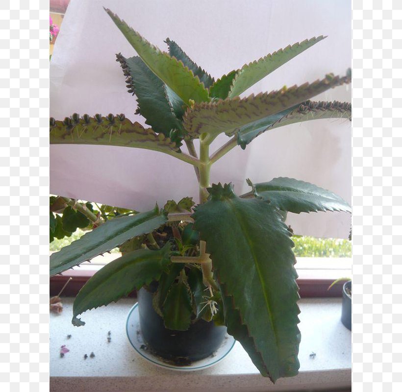 Bryophyllum Daigremontianum Houseplant Succulent Plant, PNG, 800x800px, Bryophyllum Daigremontianum, Flowerpot, Health, Houseplant, Leaf Download Free