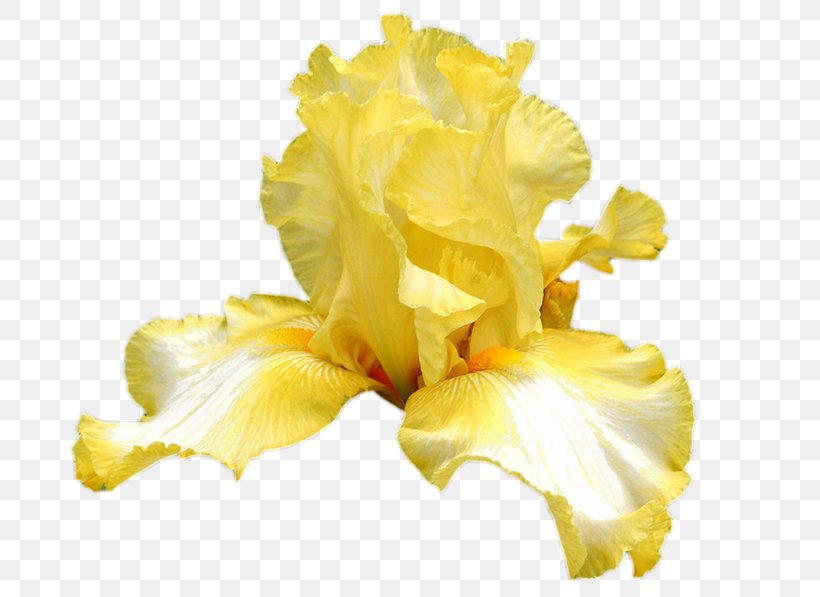 Yellow Flower Bouquet Cut Flowers, PNG, 800x597px, Yellow, Carambola, Cut Flowers, Flower, Flower Bouquet Download Free