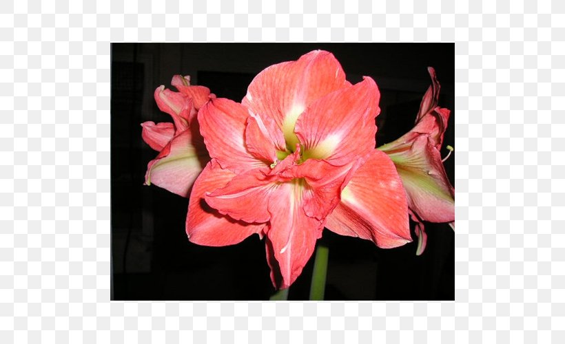Amaryllis Jersey Lily Lily Of The Incas Cut Flowers Belladonna, PNG, 500x500px, Amaryllis, Alstroemeriaceae, Amaryllis Belladonna, Amaryllis Family, Belladonna Download Free