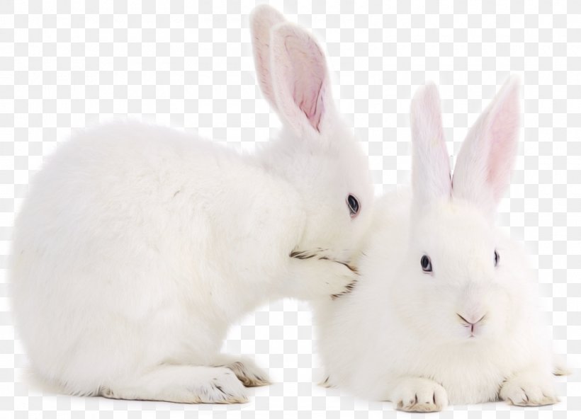 Easter Bunny Background, PNG, 1600x1157px, Rabbit, Animal Figure, Arctic Hare, Ear, Easter Bunny Download Free